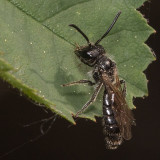 Mining Bee (Andrenidae)