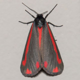 8113 Cinnabar Moth (Tyria jacobaeae)