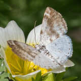 6666 Bluish Spring Moth (Lomographa semiclarata)