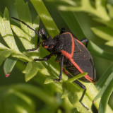 Bordered Plant Bugs (Largus cinctus)