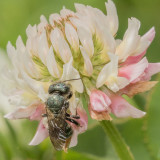 Mason Bees (Osmia)