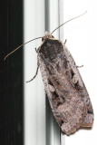 11003.1 Large Yellow Underwing (Noctua pronuba)