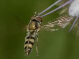 Platycheirus sp.