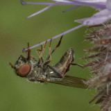 Platycheirus sp.