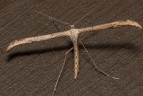 6234 Morning-glory Plume Moth (Emmelina monodactyla)