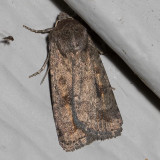 9653 Mottled Rustic (Caradrina morpheus)