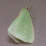 7013 Banks Emerald Moth (Chlorosea banksaria)