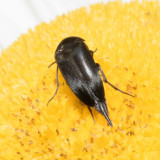 Tumbling Flower Beetles (Mordella sp.)