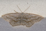 7164 Simple Wave (Scopula junctaria)