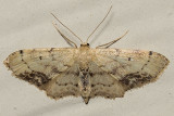 7126 Single-dotted Wave (Idaea dimidiata)