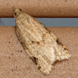 3689 Clepsis virescana (Clepsis virescana)