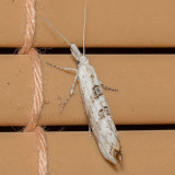 2380 Ypsolopha falciferella (Ypsolopha falciferella)