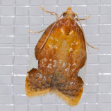 3505 Golden Leaf Roller (Acleris holmiana)