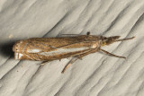 5345 Whitmer's Sod Webworm Moth (Crambus whitmerellus)