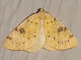 6431 Sulphur Moth (Hesperumia sulphuraria)