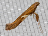 0639 (Caloptilia stigmatella)