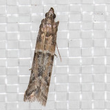 6000 Dusky Raisin Moth   (Ephestiodes gilvescentella)