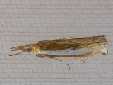 5357 Leach's Grass-veneer (Crambus leachellus)