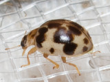 Western Psyllobora Lady Beetle (Psyllobora borealis)