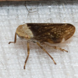 (Philaenus spumarius) Meadow Spittlebug