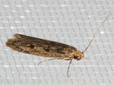 1064 Brown House Moth (Hofmannophila pseudospretella)