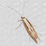 2366 Diamondback Moth (Plutella xylostella)