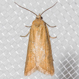 3566 Omnivorous Leaftier Moth (Cnephasia longana)