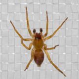 (Clubiona) - Leafcurling Sac Spiders
