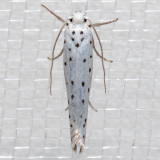 2421.1 Apple Ermine Moth (Yponomeuta malinellus)