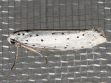 2421.1 Apple Ermine Moth (Yponomeuta malinellus)