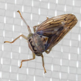 (Exitianus exitiosus) Gray Lawn Leafhopper
