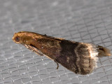 5999 Broad-banded Eulogia Moth   (Eulogia ochrifrontella)