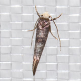 2414 Rufous-tipped Swammerdamia Moth (Swammerdamia pyrella)
