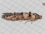 1633 Midrib Gall Moth (Sorhagenia nimbosa)