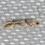 1783 Lesser Bud Moth (Recurvaria nanella)