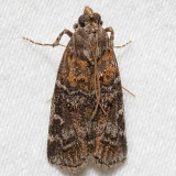 5852/5852.1   (Dioryctria zimmermani) / (Dioryctria delectella)