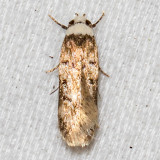 1067 White-shouldered House-Moth (Endrosis sarcitrella)