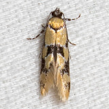 1045 Decantha stonda (Decantha stonda)