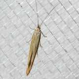 1365 Streaked Coleophora (Coleophora cratipennella)