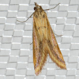 4796 Yellow-veined Moth (Microtheoris ophionalis)