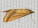 4796 Yellow-veined Moth (Microtheoris ophionalis)