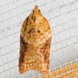 3537 Brittania Moth (Acleris britannia)