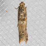 5918 Sugarbeet Crown Borer Moth   (Ancylosis undulatella)