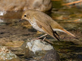 Swainsons Thrush