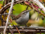 Bewicks Wren