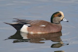 American/Eurasian Wigeon