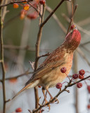 Purple Finch