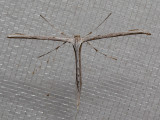 6234 Morning-glory Plume Moth - (Emmelina monodactyla)