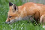 fox cub 67