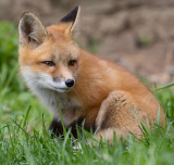 fox cub 84